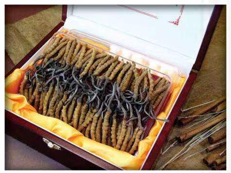 望都冬虫夏草回收